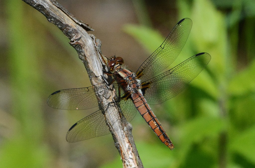 027 2016-06072088 Wachusett Mountain State Reservation, MA.JPG - Chalk-fronted Corporal Dragonfly (Libellula (Ladona) julia) (f). Wachusett Mountain State Reservation, MA, 6-7-2016